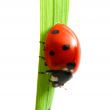 red ladybug