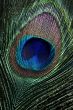 peacock eye