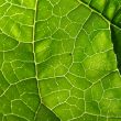 green leaf