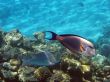 Sohal surgeonfish