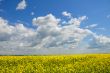 Yellow Meadow Flowers