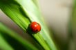 ladybug on grass