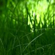 grass
