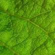 green leaf