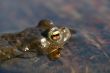 toad
