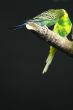 colourful Parrot