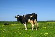cow landscape