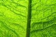 green leaf