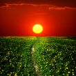 dandelion landscape