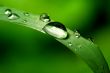 natural waterdrop