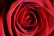 red rose