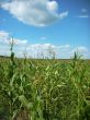 corn field and sky scenery