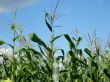 corn field and sky scenery