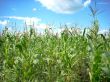 corn field and sky scenery