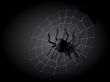 Spider and Web2