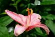 Pink Lilly