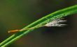 The petal of a dandelion is covered by dew