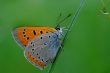 The butterfly and a spring rain