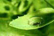 natural waterdrop