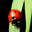 ladybug on grass