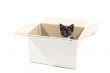 kitten in cardboard box