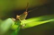 The grasshopper plays hide-abd-seeck