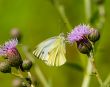Butterfly Pieris napi on to flower thistle