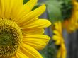 a bright and yellow sunflower