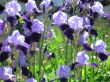 purple irises