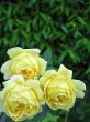 yellow roses