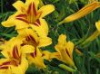 yellow lilies