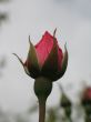 rose bud