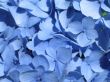 blue hydrangea