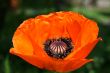 Poppy flower