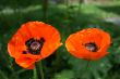 Poppy flowers