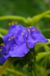 Spiderwort