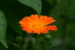 Orange marigold