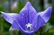 Blue campanula