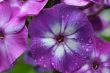 Phlox