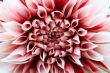 Dahlia