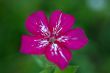 Phlox