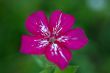 Phlox