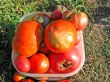 tomato harvest