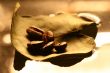 coffe leaf