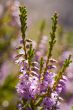 Blossoming heather