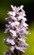 Wild wood orchid