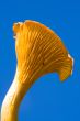 chanterelle