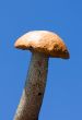 orange-cap boletus