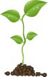 Small plant