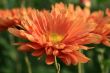 Red daisy
